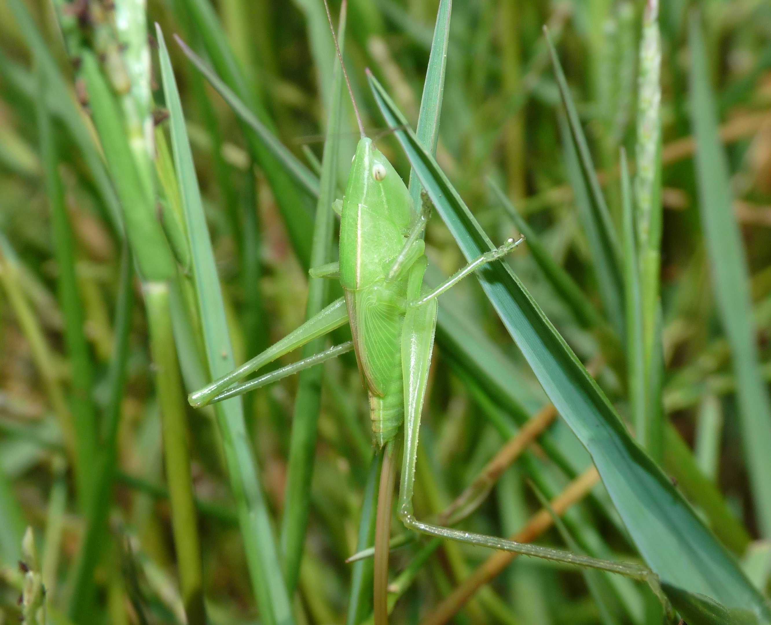 Conocephalidae